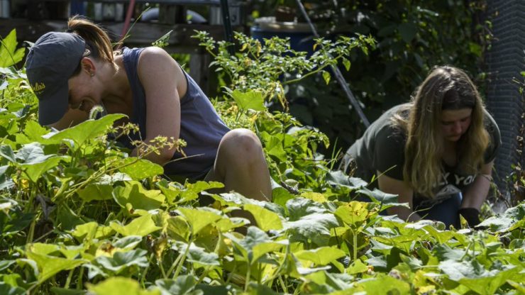 Two women working in a garden